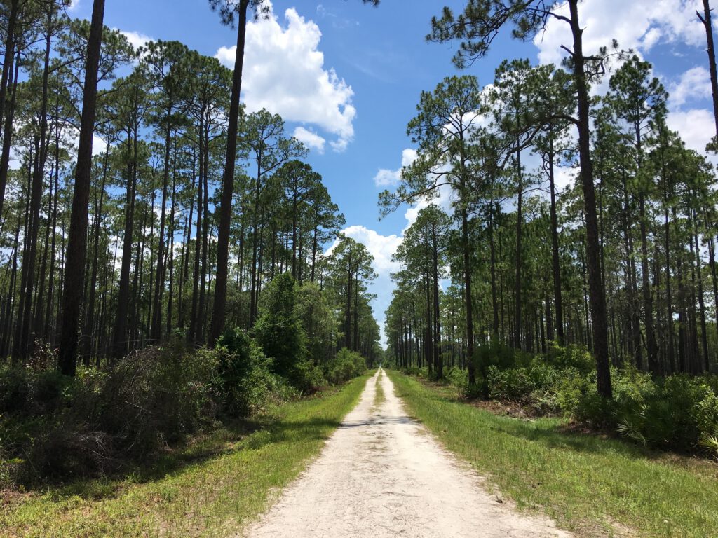 Sand road running through tall pine forest with Saw Palmetto dominating the understory.